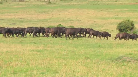 Cape buffalo Stock Footage 10718874