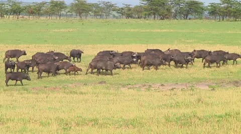 Cape buffalo Stock Footage 10718898