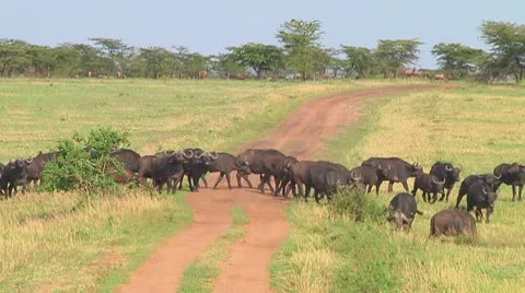 Cape buffalo Stock Footage 10718913