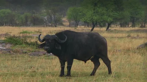 Cape buffalo Stock Footage 10748057