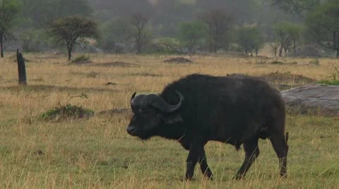 Cape buffalo Stock Footage 10748078