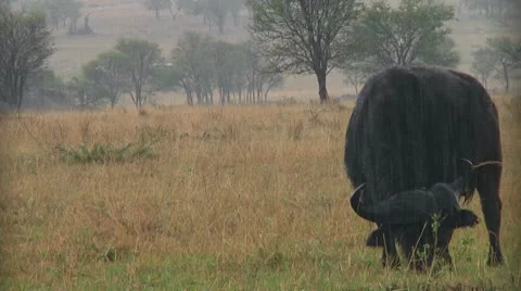 Cape buffalo Stock Footage 10748114