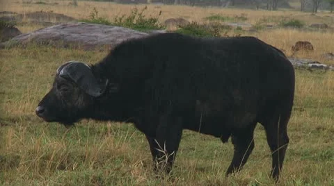 Cape buffalo Stock Footage 10748152