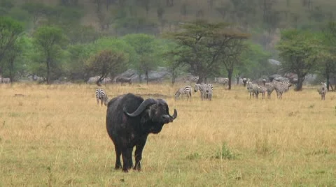 Cape buffalo Stock Footage 10748194