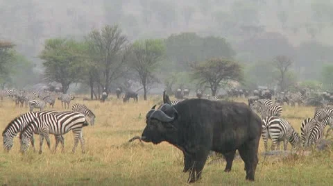 Cape buffalo Stock Footage 10748249