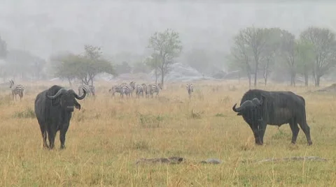Cape buffalo Stock Footage 10748270