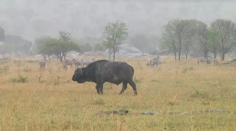 Cape buffalo Stock Footage 10748291