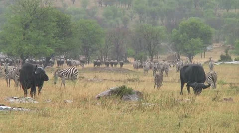 Cape buffalo Stock Footage 10748408