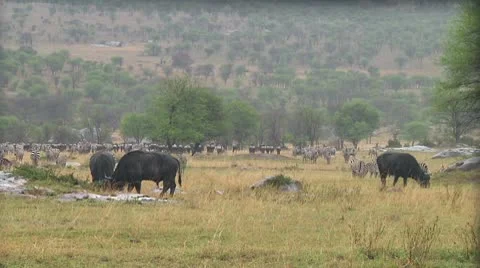 Cape buffalo Stock Footage 10748456