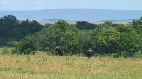 Cape buffalo Stock Footage 10748511