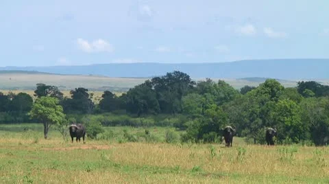 Cape buffalo Stock Footage 10748556