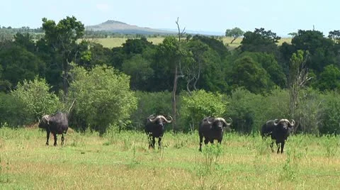 Cape buffalo Stock Footage 10748650