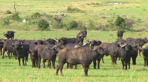 Cape buffalo Stock Footage 10748661