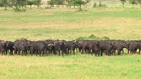 Cape buffalo Stock Footage 10748679