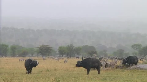 Cape buffalo Stock Footage 10754749