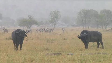 Cape buffalo Stock Footage 10754799