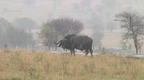 Cape buffalo Stock Footage 10754854