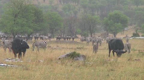 Cape buffalo Stock Footage 10754894