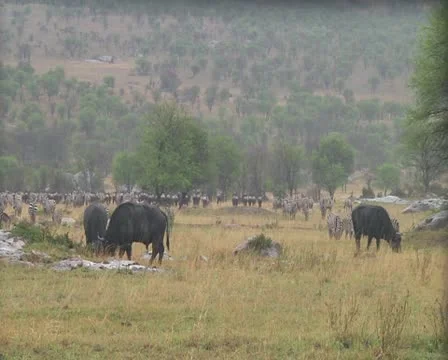Cape buffalo Stock Footage 10754917