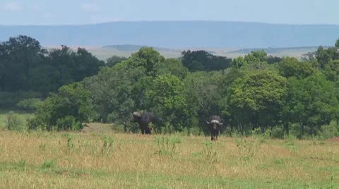 Cape buffalo Stock Footage 10754970