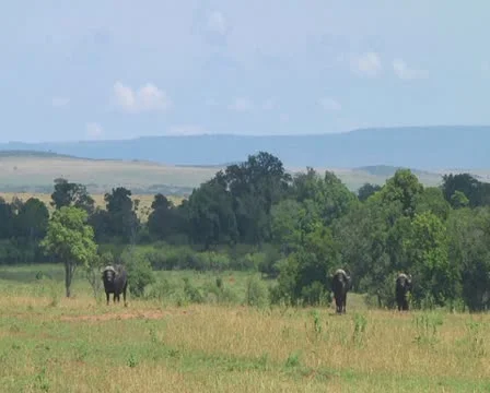 Cape buffalo Stock Footage 10754987