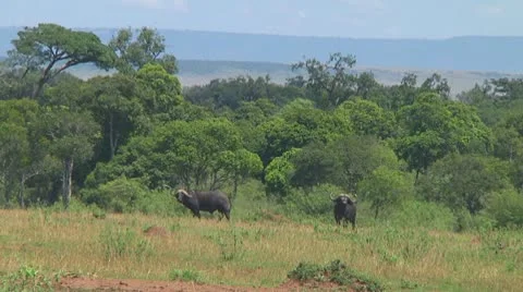 Cape buffalo Stock Footage 10755015