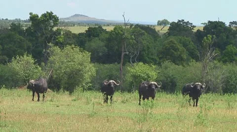 Cape buffalo Video stock 10755026
