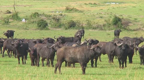 Cape buffalo Stock Footage 10755041