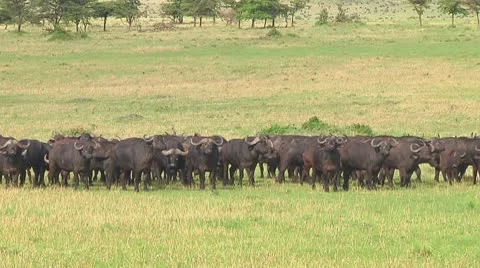 Cape buffalo Stock Footage 10755062