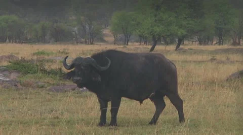 Cape buffalo Stock Footage 10758031