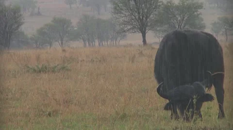 Cape buffalo Stock Footage 10758076