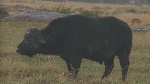 Cape buffalo Stock Footage 10758101