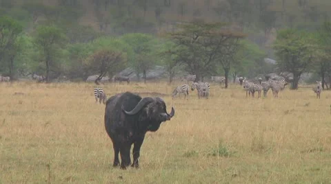 Cape buffalo Stock Footage 10758141