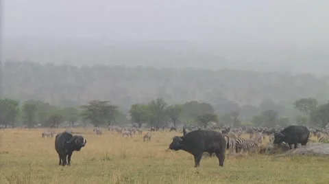 Cape buffalo Stock Footage 10758175