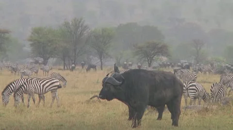 Cape buffalo Stock Footage 10758225