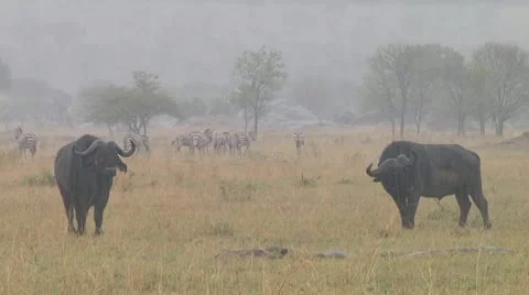Cape buffalo Stock Footage 10758242