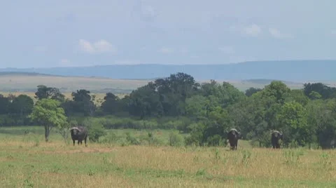 Cape buffalo Stock Footage 10758295