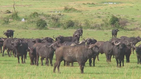 Cape buffalo Stock Footage 10758307