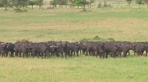 Cape buffalo Stock Footage 10758314