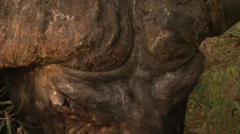 Cape Buffalo Stock-Footage 33466457