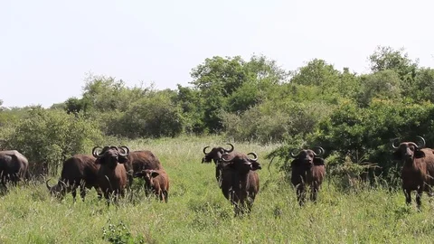 Cape Buffalo Vidéo 77371018