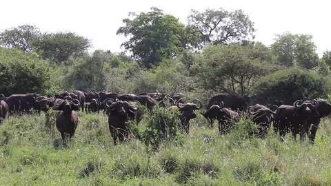 Cape Buffalo Stock Footage 77371189