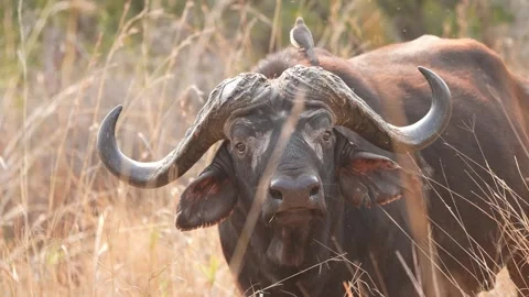 Cape Buffalo 스톡 동영상 289581257
