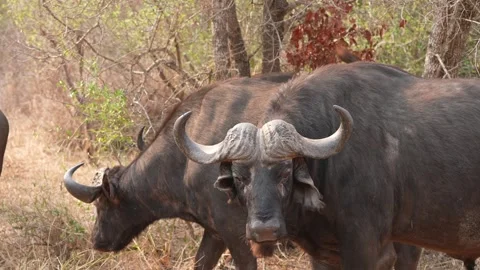 Cape Buffalo Stock Footage 289581452