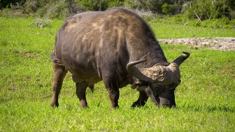 Cape Buffalo Grazes on grass Stock Footage 108492072