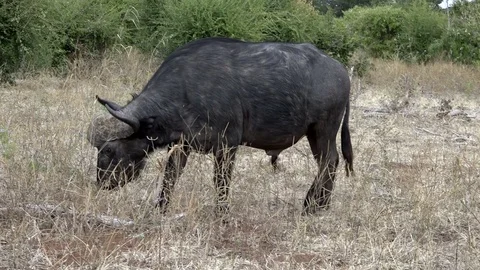 Cape Buffalo Grazing 01 Stock Footage 83065814