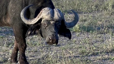 Cape Buffalo Grazing 02 Stock Footage 83147063