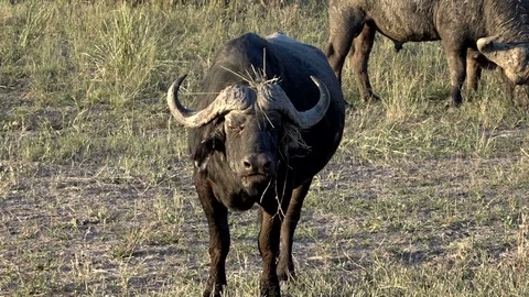 Cape Buffalo Grazing 03 Stock Footage 83147271