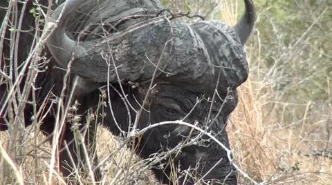 Cape Buffalo Grazing Stock Footage 10980881
