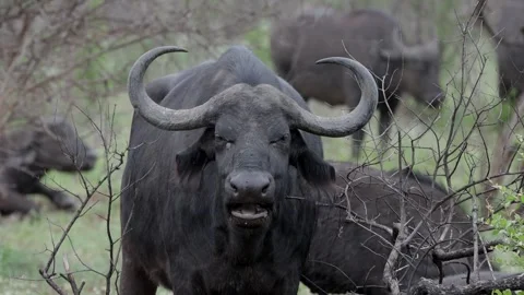 Cape buffalo grazing sequence Stock Footage 307209004